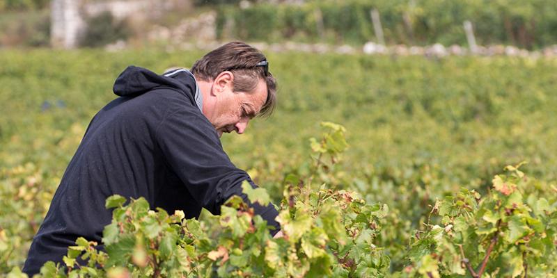 レ・ゼリティエール・デュ・コント・ラフォン / LES HERITIERS DU COMTE LAFON