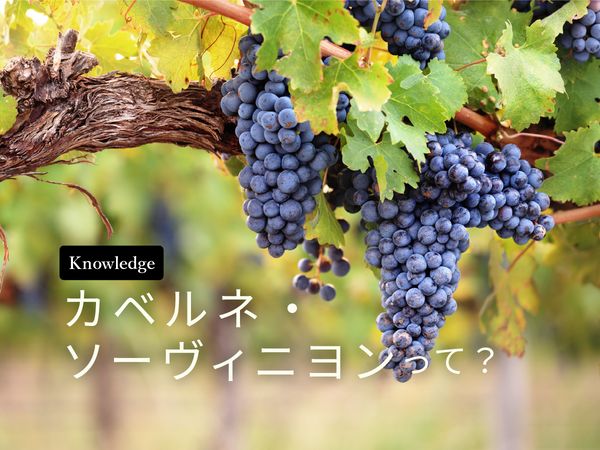 【ブドウ品種を知ろう】カベルネ・ソーヴィニヨンとは？