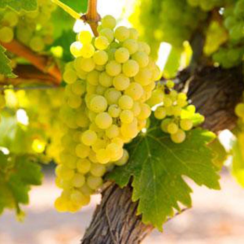 シャトー・ドワジー・デーヌ / CHATEAU DOISY-DAENE