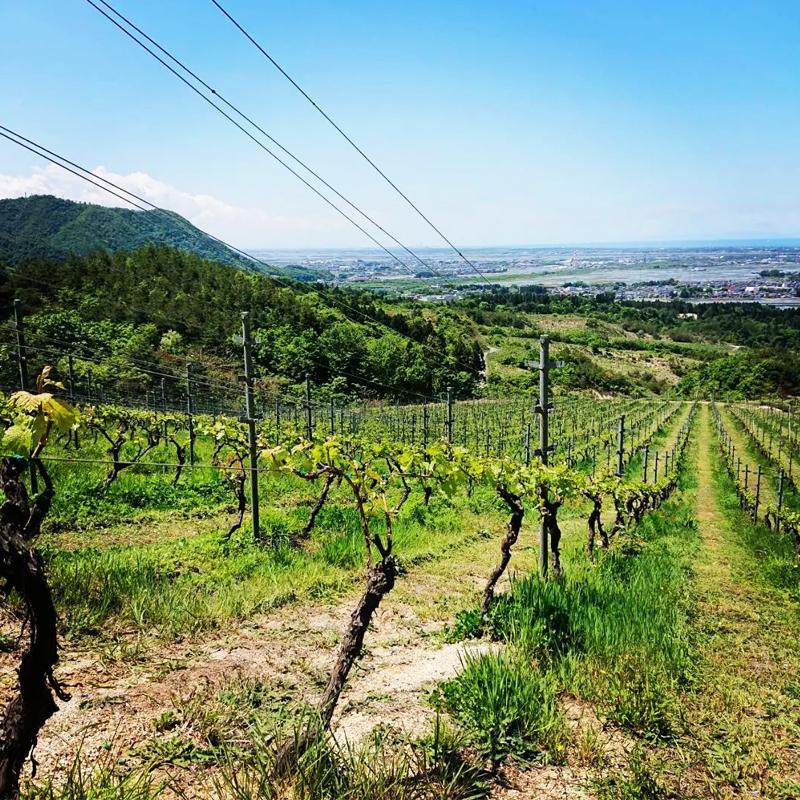 胎内高原ワイナリー / TAINAI WINERY