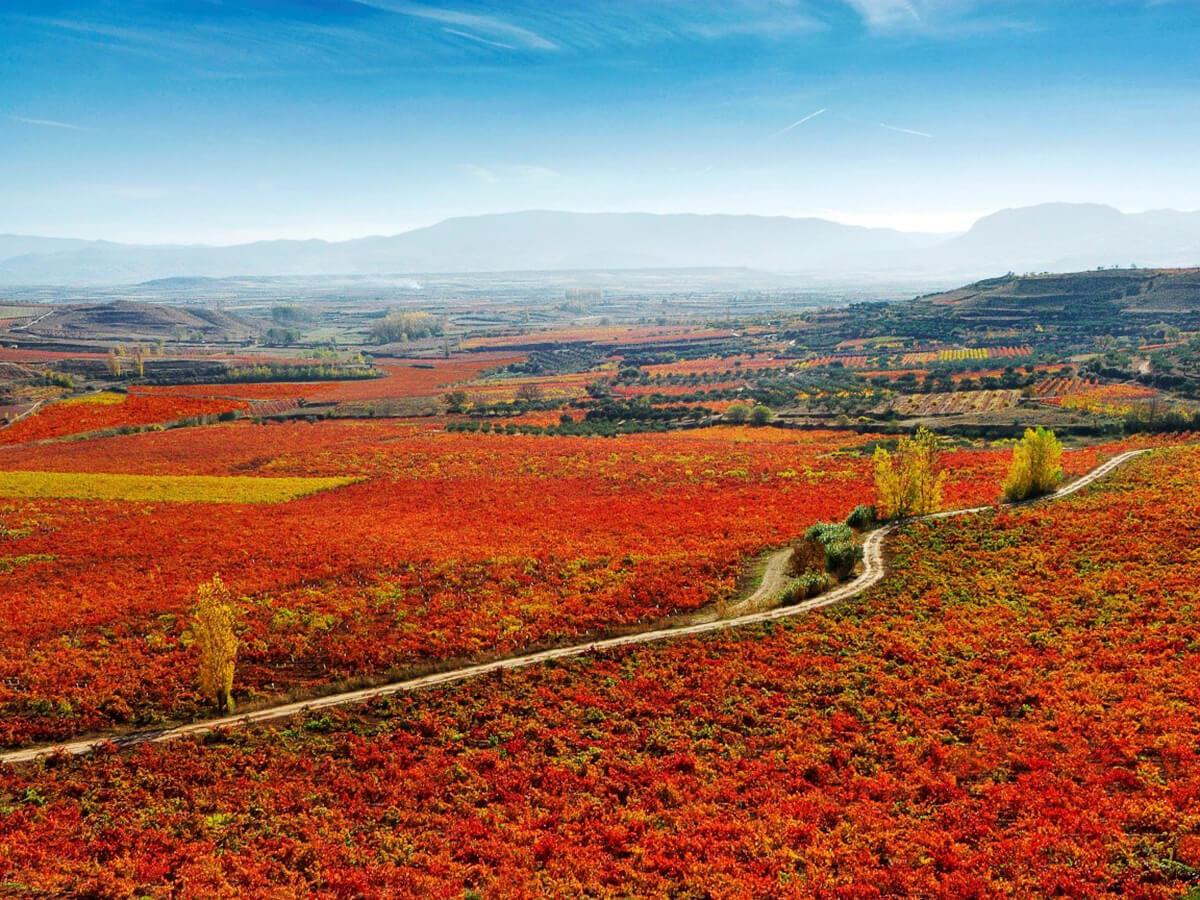 スペインのボルドー イギリスで大人気の産地リオハ エノテカ ワインの読み物