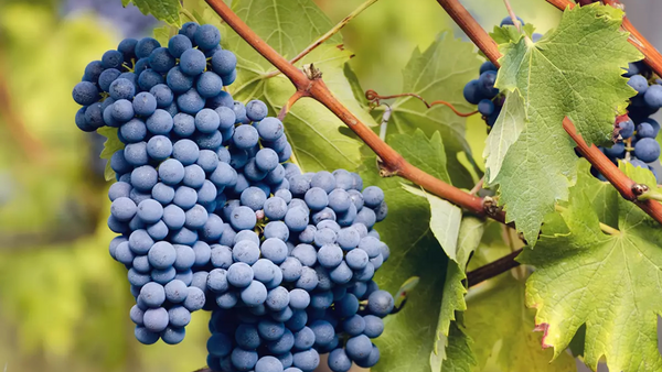 イタリアで最も高貴なブドウ品種、ネッビオーロ