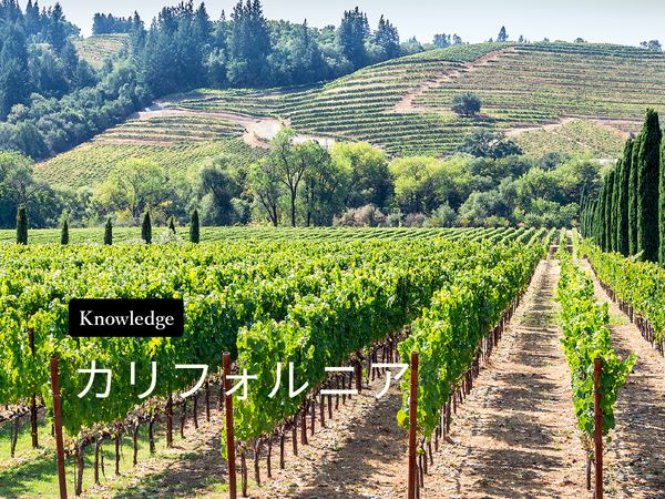 【ワイン産地を知ろう】カリフォルニアワインの特徴