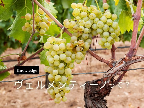 【ブドウ品種を知ろう】ヴェルメンティーノとは？