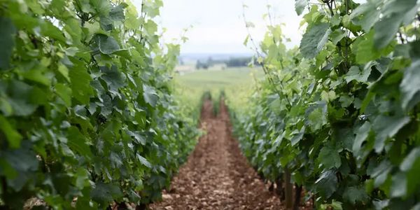 エティエンヌ・ソゼ ２種テイスティング