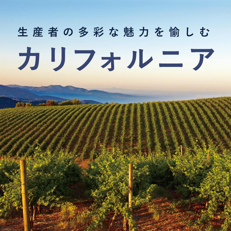 初期苗【9】 カリフォルニア輸入 コロラータNo.6 その他多肉植物 