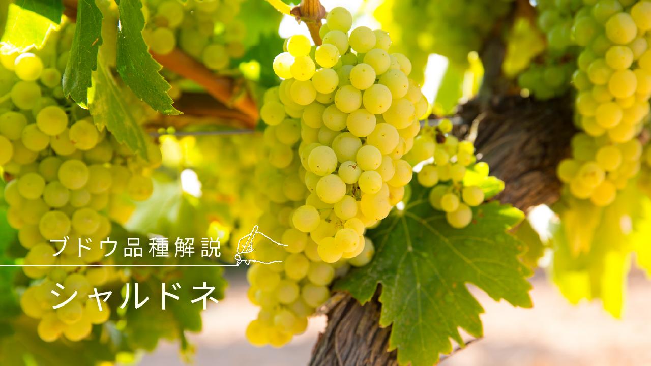 シャルドネ