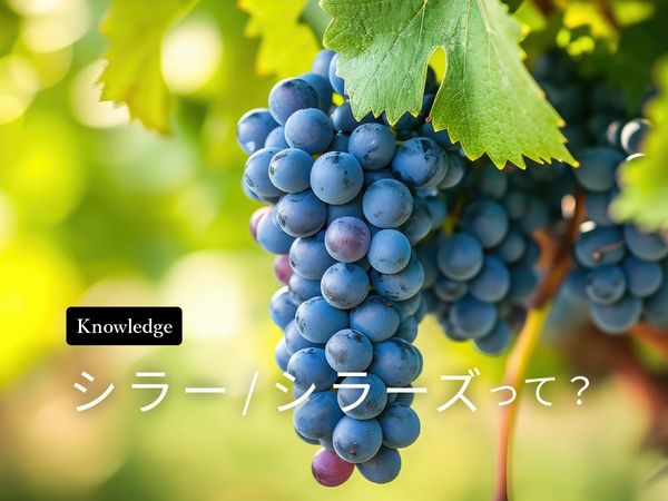 【ブドウ品種を知ろう】シラーとは？