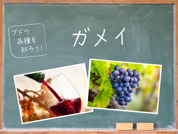 【ブドウ品種を知ろう】ガメイとは？