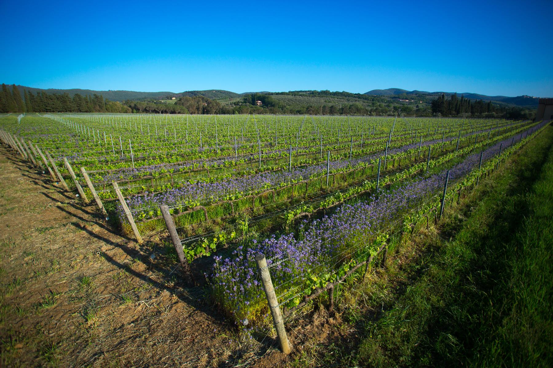 ハゼリソウの花に覆われた「カ・マルカンダ」のブドウ畑
