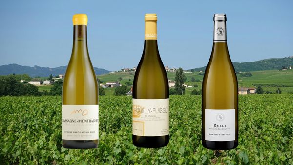 ブルゴーニュ南北シャルドネ３種テイスティング