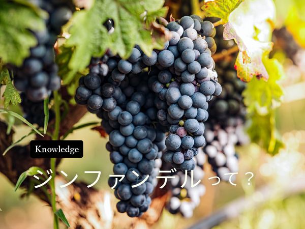 【ブドウ品種を知ろう】ジンファンデルとは？