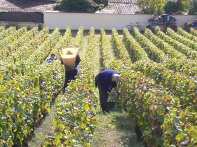 オーディフレッド AUDIFFRED エノテカ ワイン通販