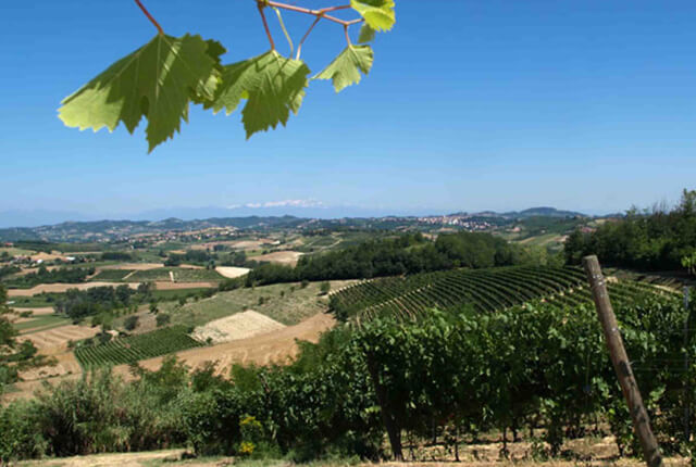 イタリアのブドウ畑