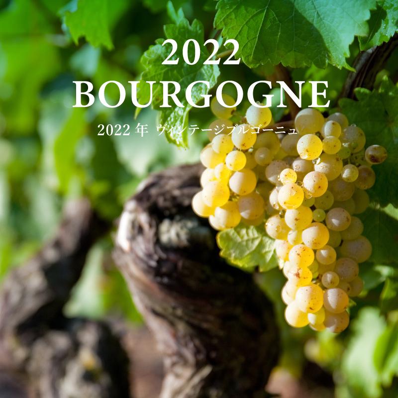 ブルゴーニュ2022年ヴィンテージ
