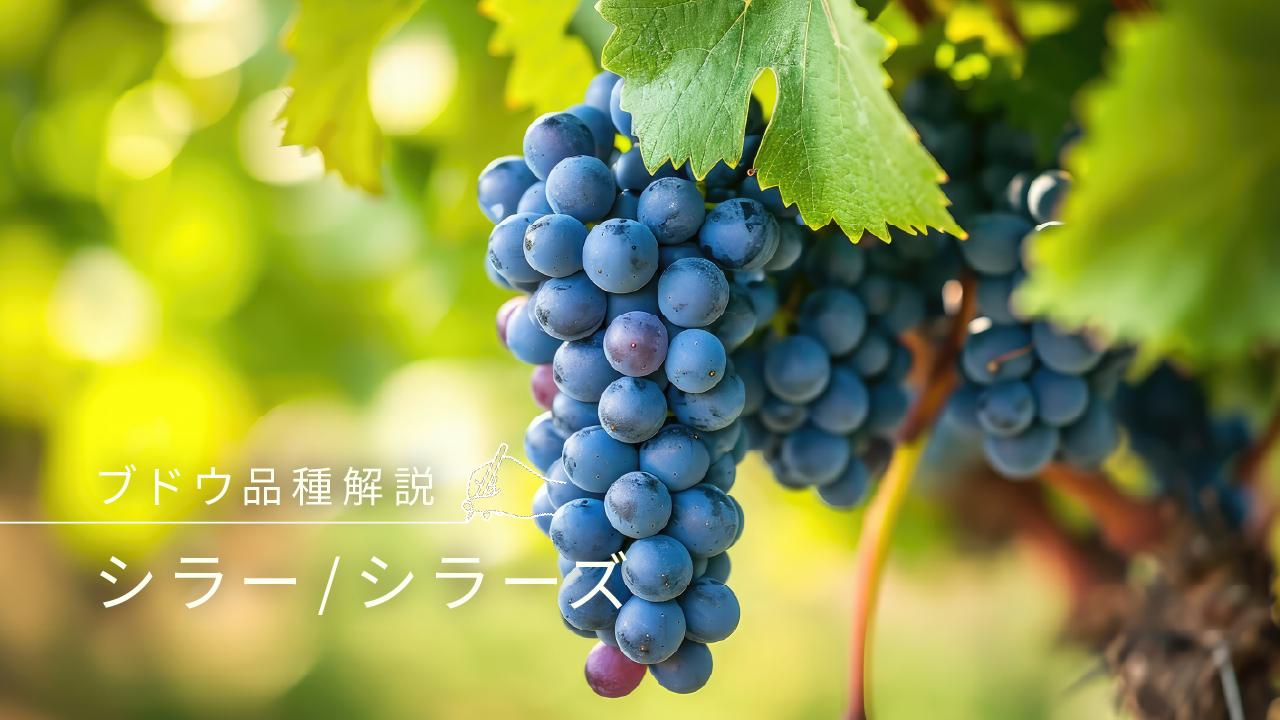 シラー