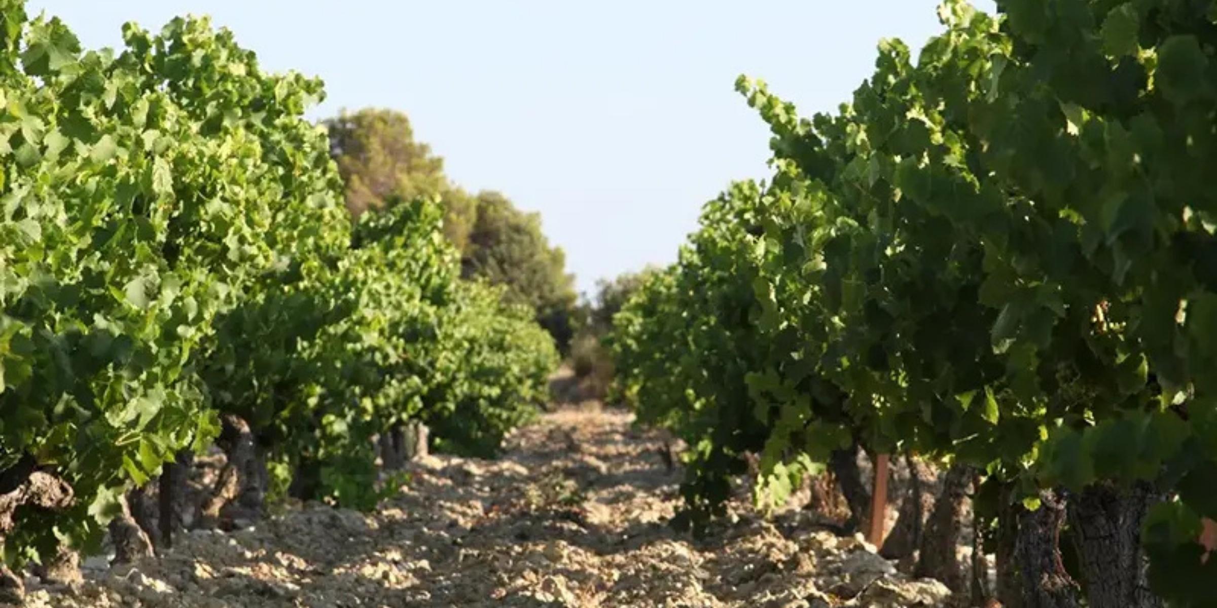 ドメーヌ・デ・ボスケ / DOMAINE DES BOSQUETS