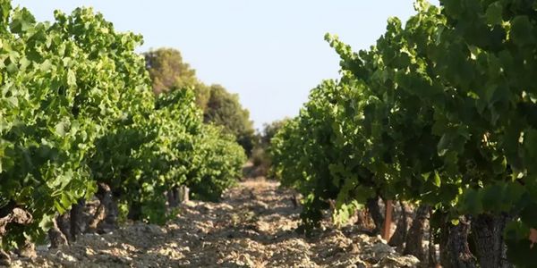 ドメーヌ・デ・ボスケ / DOMAINE DES BOSQUETS