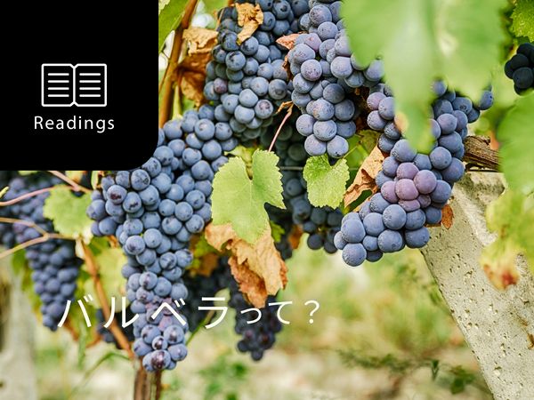 【ブドウ品種を知ろう】バルベラとは？