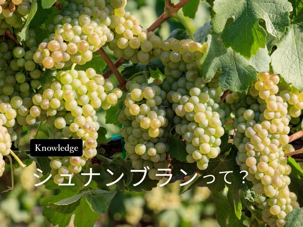 【ブドウ品種を知ろう】シュナン・ブランとは？
