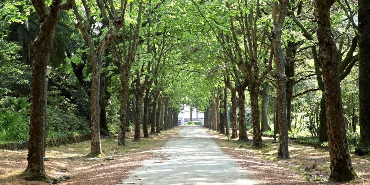 キンタ・デ・クルヴォス / QUINTA DE CURVOS