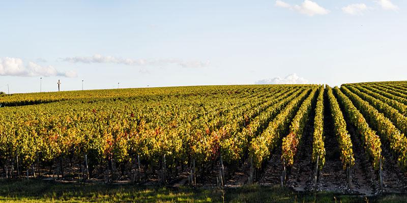 シャトー・ランシュ・バージュ CH.LYNCH BAGES | エノテカ シャトー・ランシュ・バージュ CH.LYNCH BAGES | エノテカ
