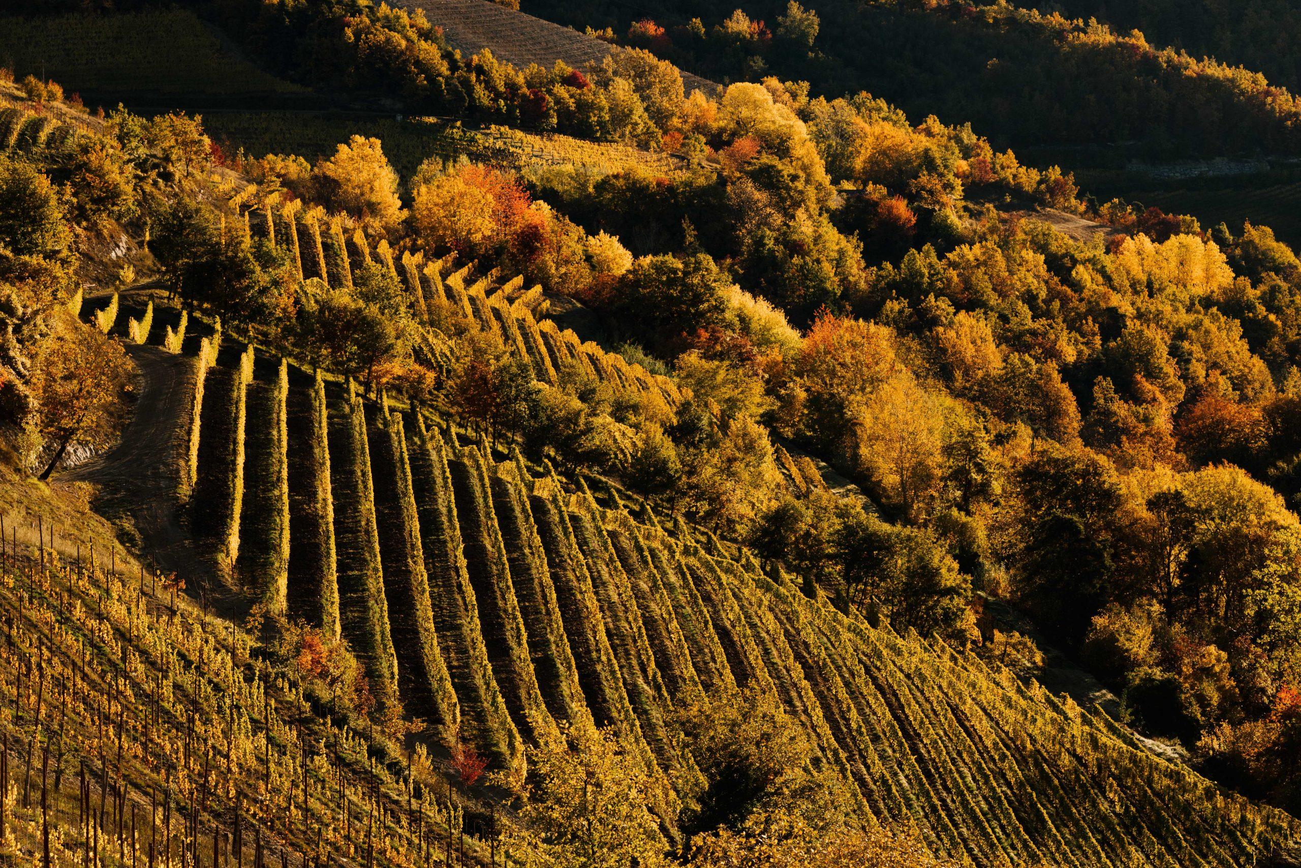 トレッツォ・ティネッラの森とブドウ畑