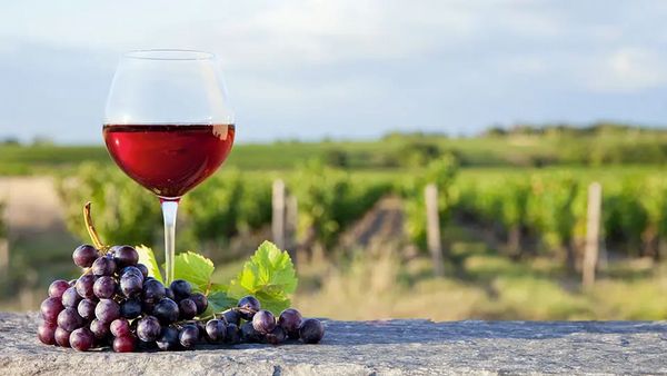 2014年シャンベルタン＆ラトシエール・シャンベルタン　比較テイスティング