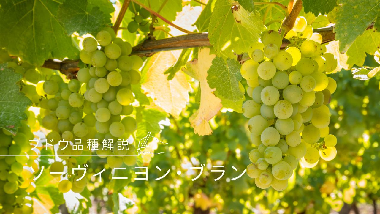 ソーヴィニョン・ブラン
