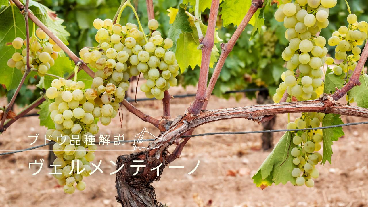 ヴェルメンティーノ