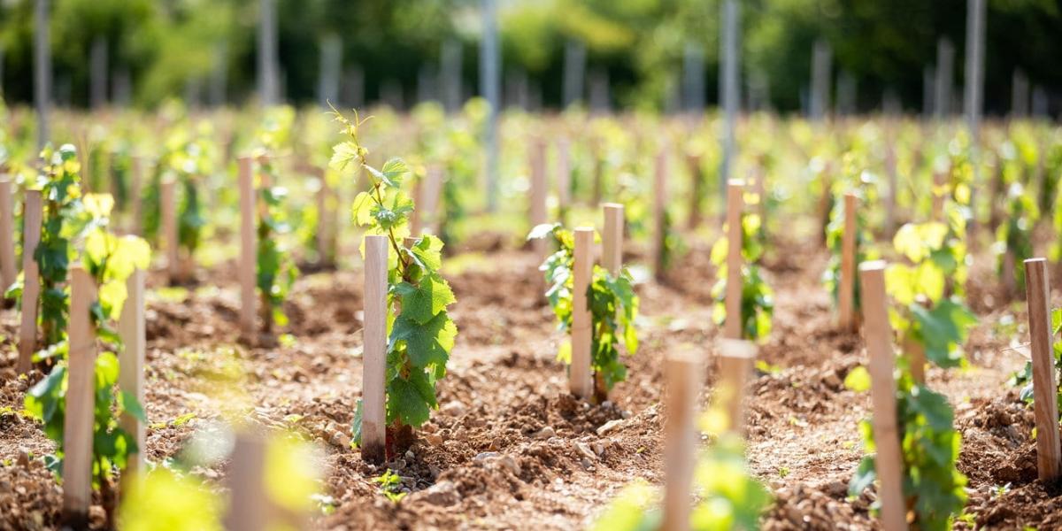 2023年春の畑の様子