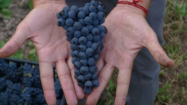 【国際ピノ・ノワールデー】ブラインドで知る世界のプレミアム・ピノ・ノワール