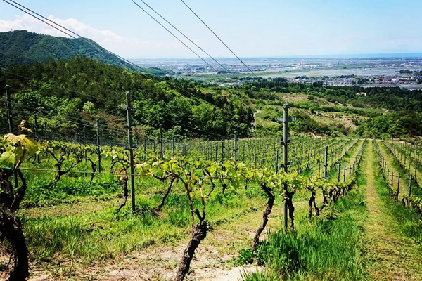 胎内高原ワイナリー / TAINAI WINERY