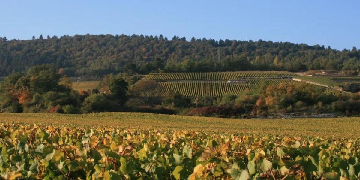 クドレイ・ビゾ