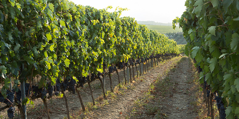 vineyard