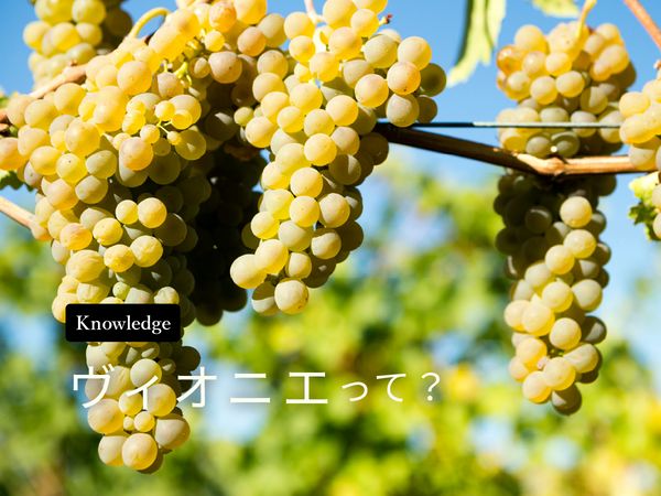 【ブドウ品種を知ろう】ヴィオニエとは？