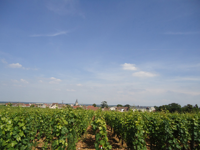ブルゴーニュのワイン畑