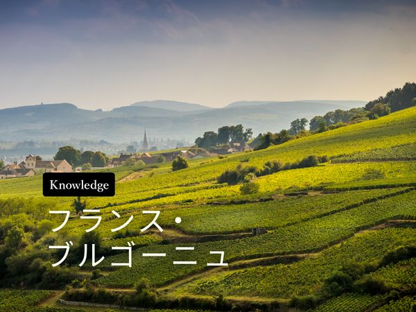 ワイン産地を知ろう！ブルゴーニュ