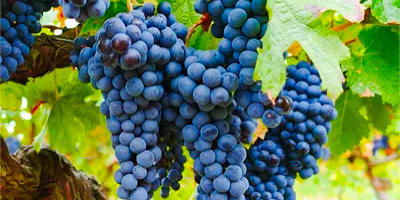 ブドウの実の画像