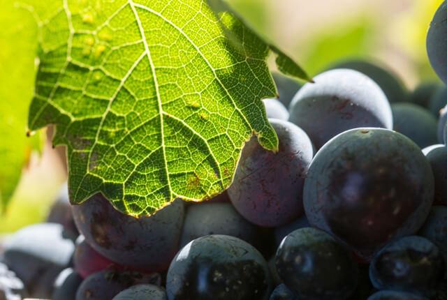 コスパ抜群のブドウ品種 モンテプルチアーノとは エノテカ ワインの読み物