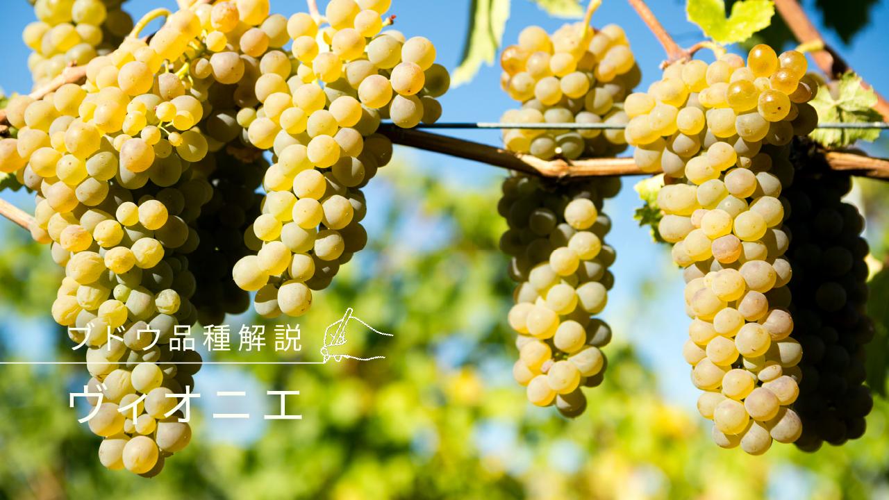 ヴィオニエ_メイン画像