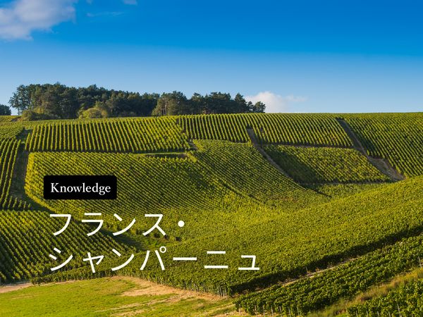 ワイン産地を知ろう！シャンパーニュ