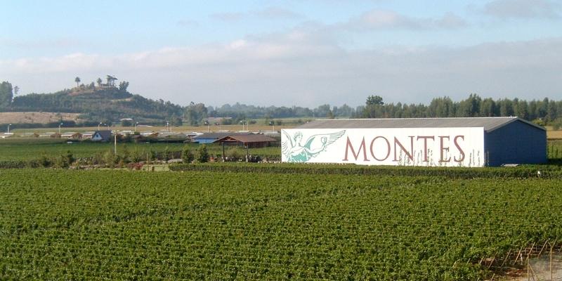 apalta vineyard