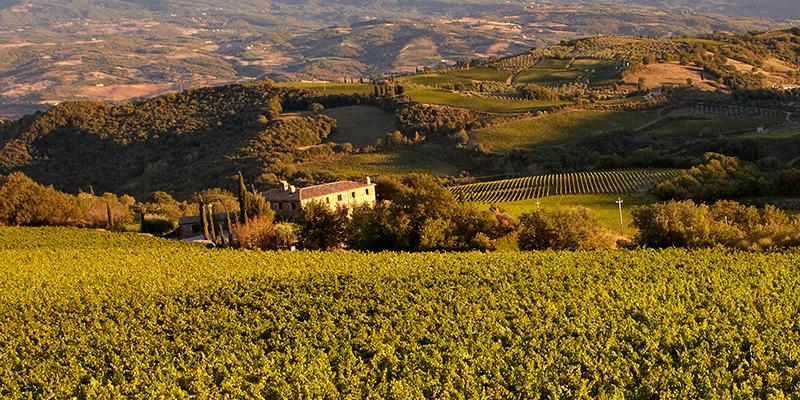 サン・ポーロ ルービオ エノテカ ワイン通販