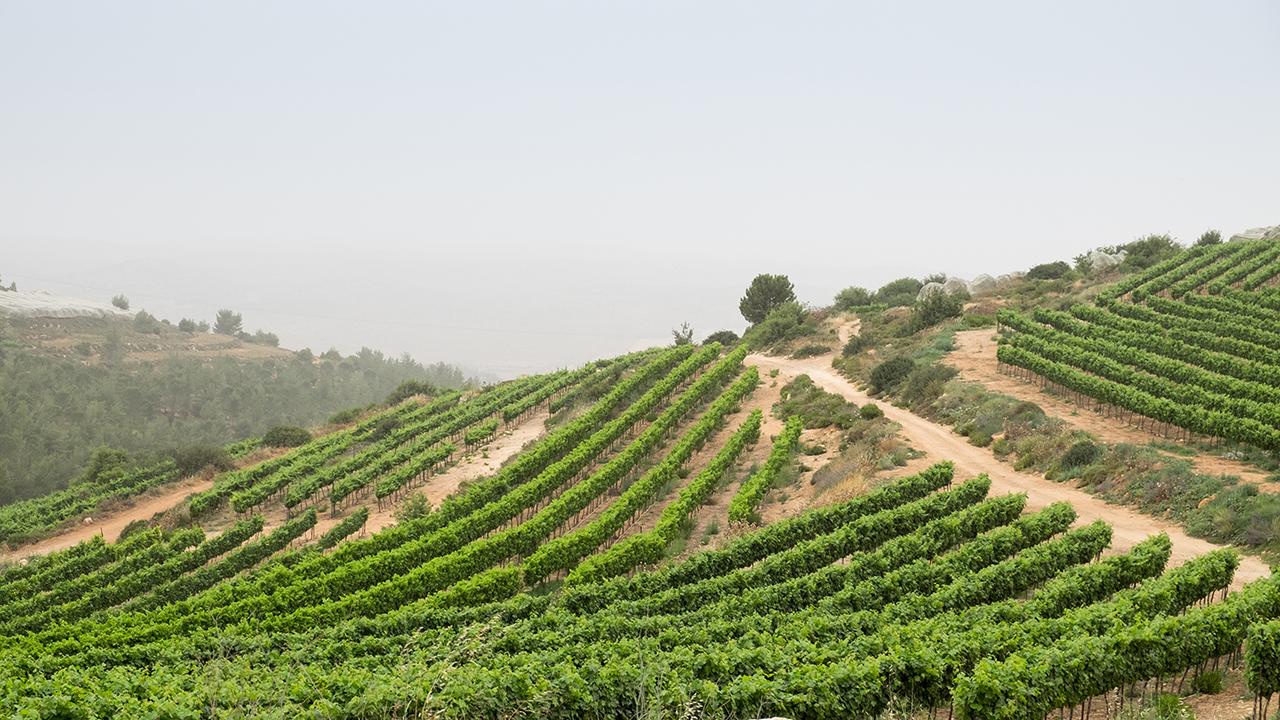 波乱万丈 イスラエルのワイン事情 エノテカ ワインの読み物