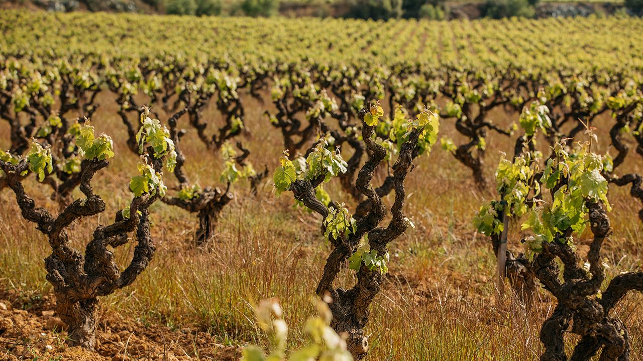 復活を遂げた、失われたブドウ品種 | エノテカ - ワインの読み物