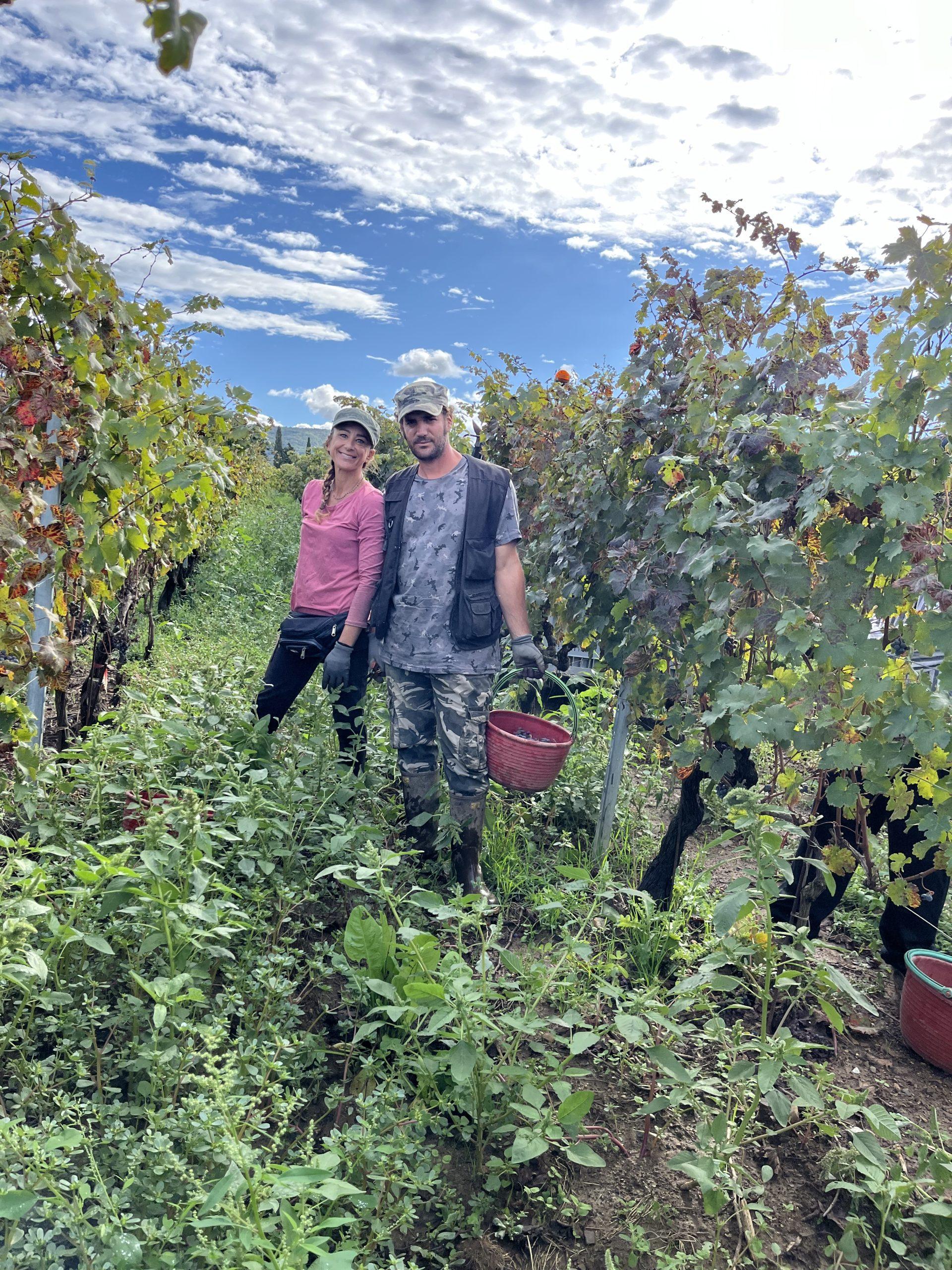 ブドウ畑で作業をする人々