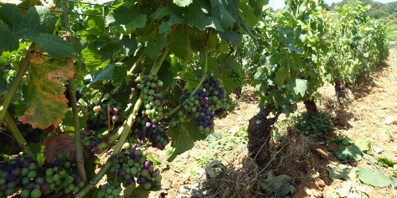 ヴォギュエのブドウ畑