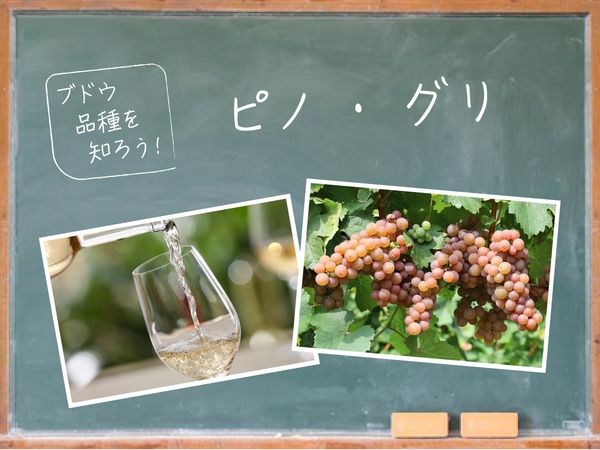 【ブドウ品種を知ろう】ピノ・グリとは？