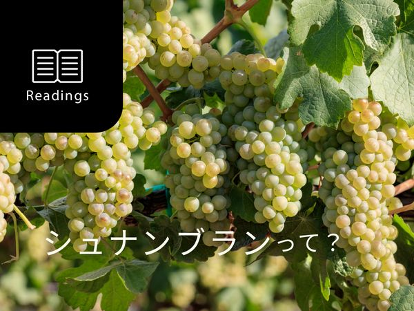 【ブドウ品種を知ろう】シュナン・ブランとは？